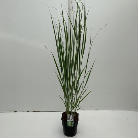 Panicum virgatum 'Northwind'