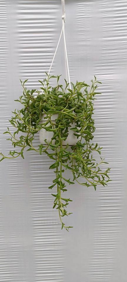 Senecio peregrinus