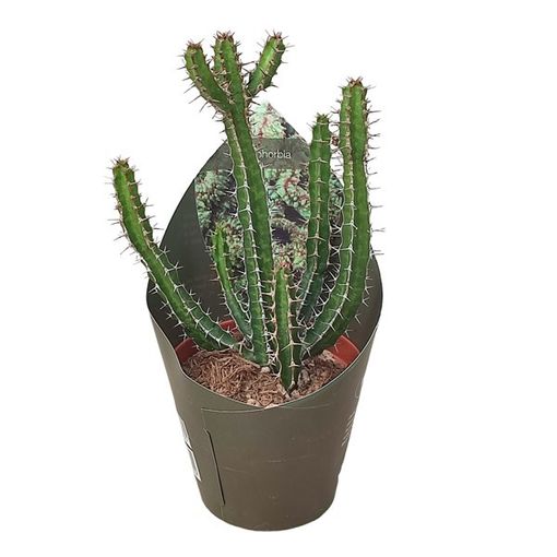 Euphorbia griseola