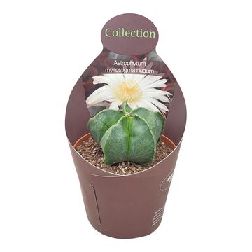 Astrophytum myriostigma nudum