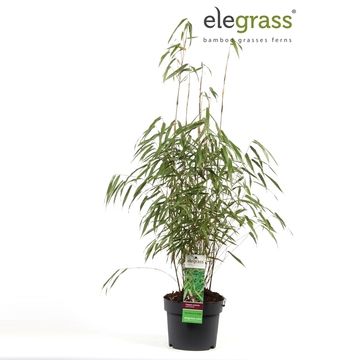 Fargesia scabrida 'Asian Wonder'