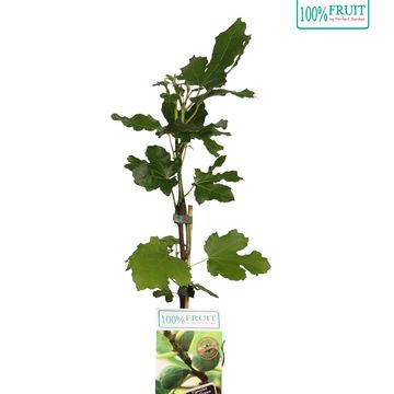 Ficus carica 'Madeleine des Deux Saisons'