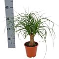 Beaucarnea recurvata