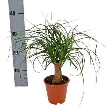 Beaucarnea recurvata