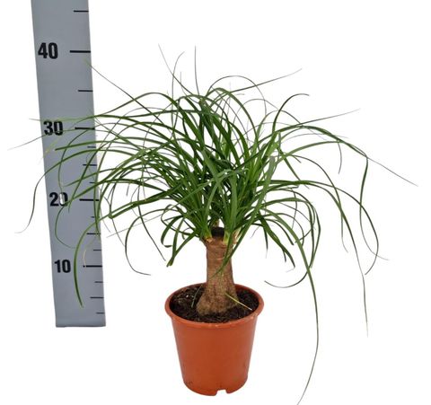 Beaucarnea recurvata