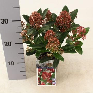 Skimmia japonica 'Rubella'