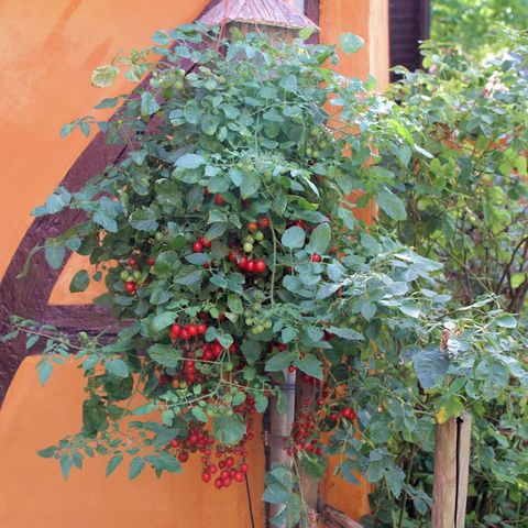Solanum lycopersicum 'Romello'