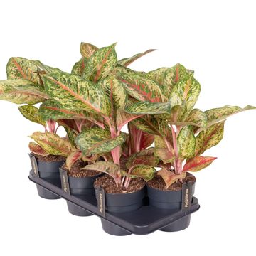 Aglaonema 'Carnival Queen'