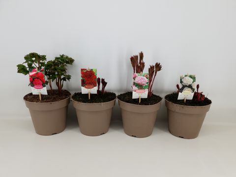 Paeonia LACTIFLORA MIX