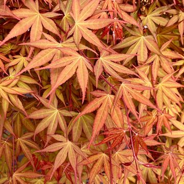Acer palmatum CASCADE RUBY
