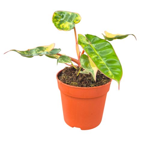Philodendron billietiae 'Variegata'