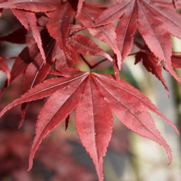 Acer palmatum 'Bloodgood'