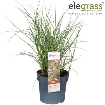 Miscanthus sinensis 'Kleine Silberspinne'