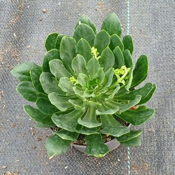 Lewisia cotyledon MOUNTAIN DREAMS MIX