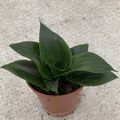 Sansevieria trifasciata HAHNII MIX