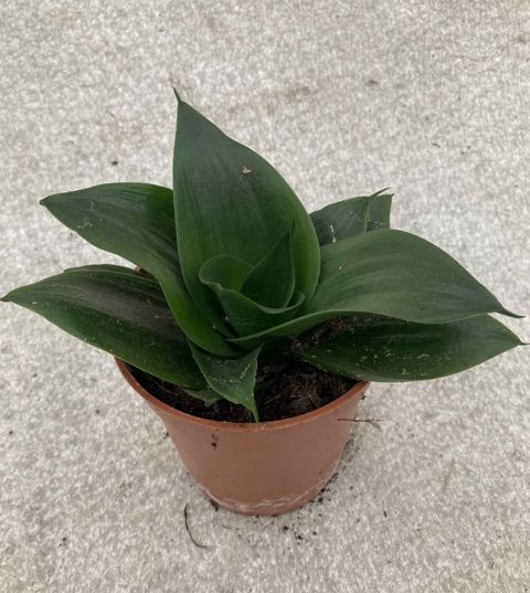 Sansevieria trifasciata HAHNII MIX