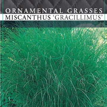 Miscanthus sinensis 'Грациллимус'