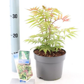 Sorbaria sorbifolia 'Sem'