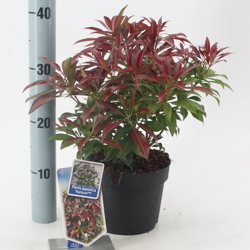 Pieris japonica 'Katsura' (About Plants Zundert BV)