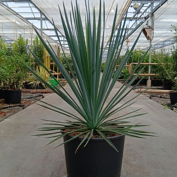 Yucca rigida 'Blue Sentry'