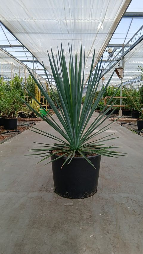 Yucca rigida 'Blue Sentry'