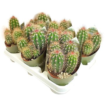 Pachycereus pringlei