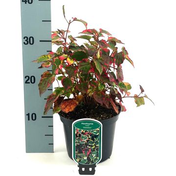 Houttuynia cordata 'Chameleon'