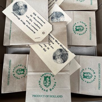 Anemone blanda 'Blue Shades'