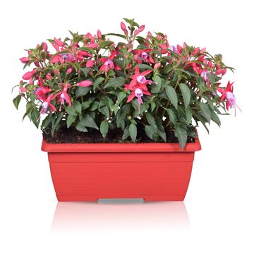 Fuchsia BELLA MIX