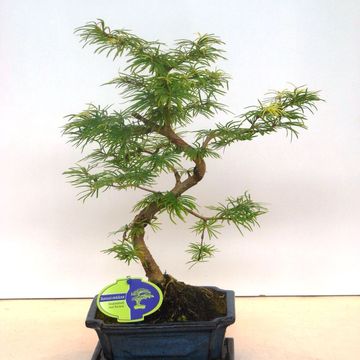 Pseudolarix amabilis