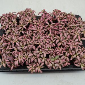 Fittonia MOSAIC PINK FOREST FLAME