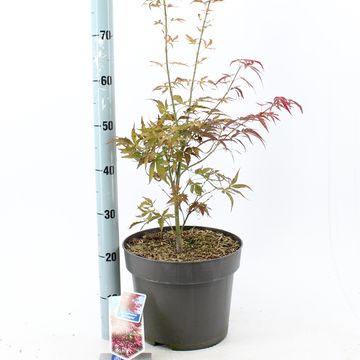 Acer palmatum 'Red Pygmy'