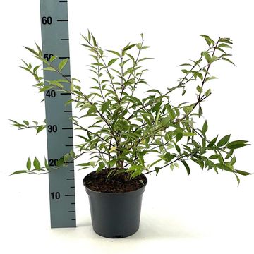 Deutzia purpurascens 'Kalmiiflora'