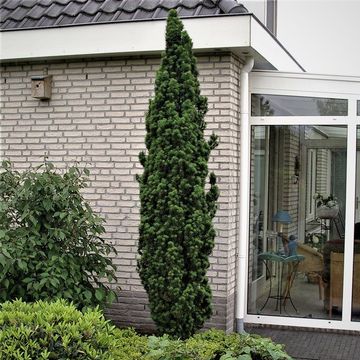 Taxus baccata 'Fastigiata Robusta'