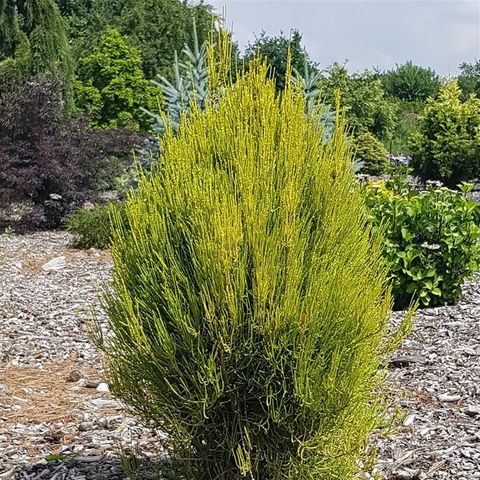 Platycladus orientalis 'Franky Boy'