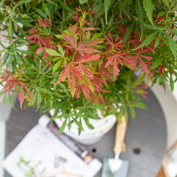 Acer palmatum 'Jerre Schwartz'