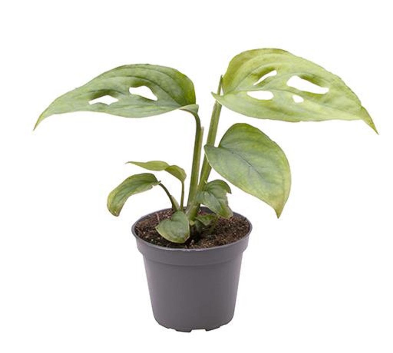 Monstera adansonii — Plant Wholesale FlorAccess