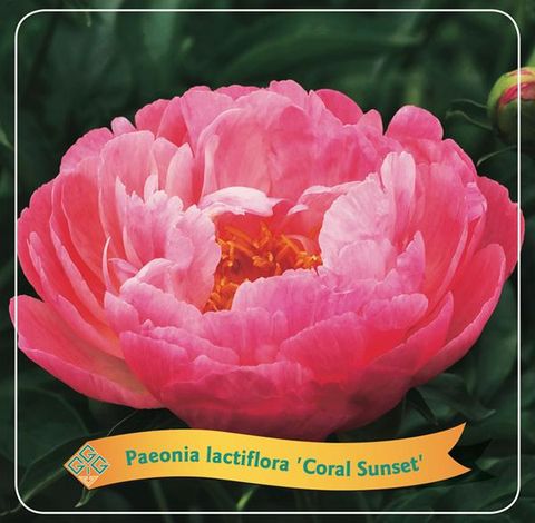 Paeonia 'Coral Sunset' — Plant Wholesale FlorAccess