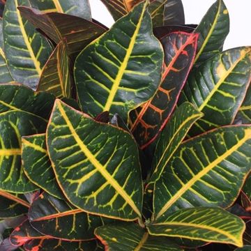 Codiaeum variegatum 'Petra'