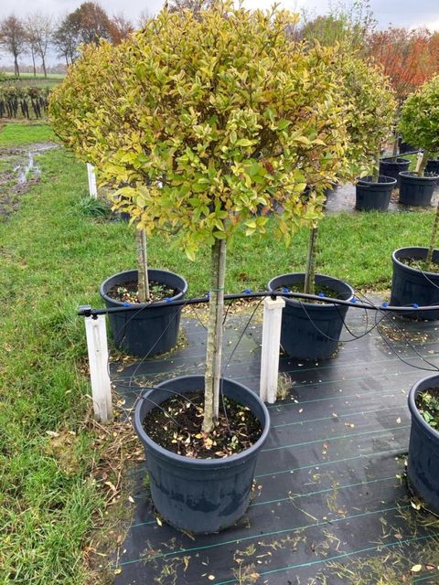 Ligustrum ovalifolium 'Aureum'