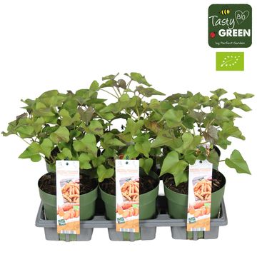 Ipomoea batatas SWEET POTATO BEAUREGARD