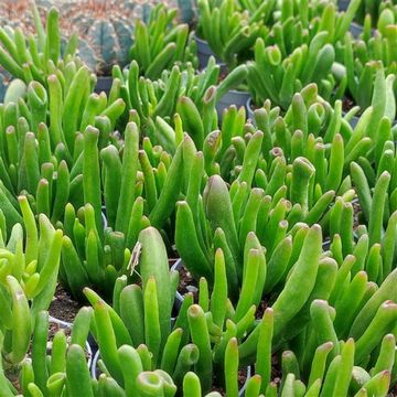 Crassula ovata 'Gollum'