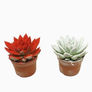 Echeveria agavoides