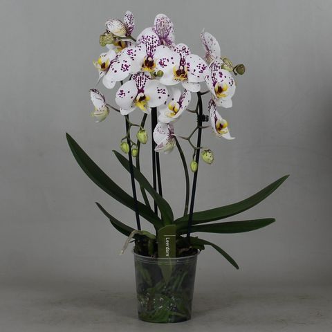 Phalaenopsis FELLINI