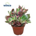 Kalanchoe 'Variegata Multicolor'
