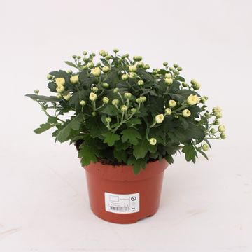 Chrysanthemum 'Braque White'