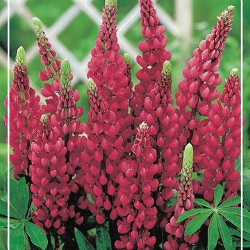 Lupinus 'My Castle'