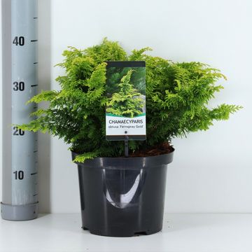 Chamaecyparis obtusa 'Fernspray Gold'