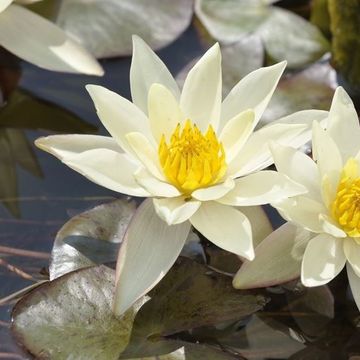 Nymphaea 'Pygmaea Alba'