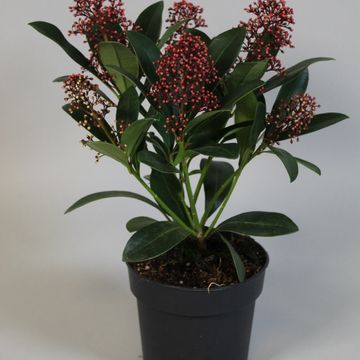 Skimmia japonica 'Rubella'